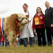 Norbrook Simmental Ploughing Bull Champion 'Curaheen Bossman' owned by David Wall
