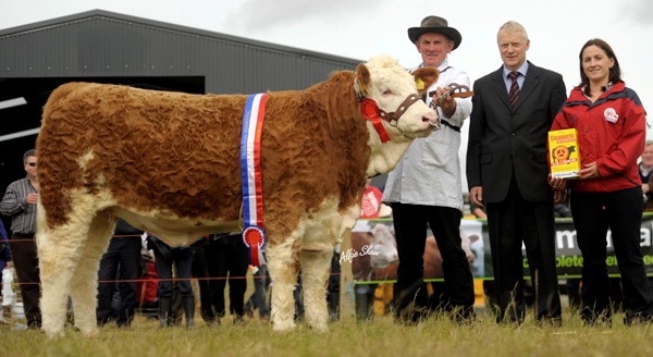 Yearling Heifer Champion 'Raceview Beauty Matilda'