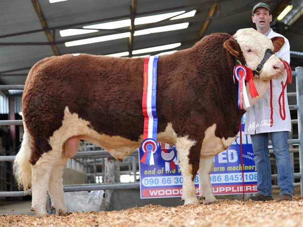 Senior Male Champion 'Bridgemount Cadet'