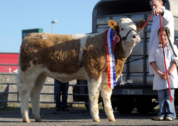 Lot 105 Shiloh Cherry €5100 'Weanling Heifer Champion'