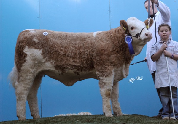 Lot 108 Shiloh-Farm Classy Lady ET €5100 'Reserve Weanling Heifer Champion'