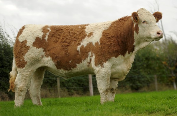 Lot 115 Auroch Banshee ET €17000