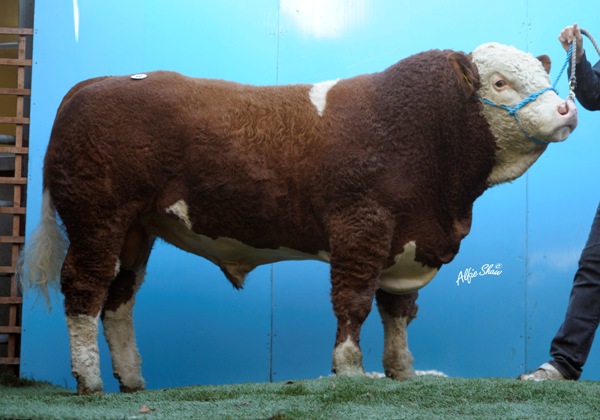 Lot 16 Auroch Blood ET €4600