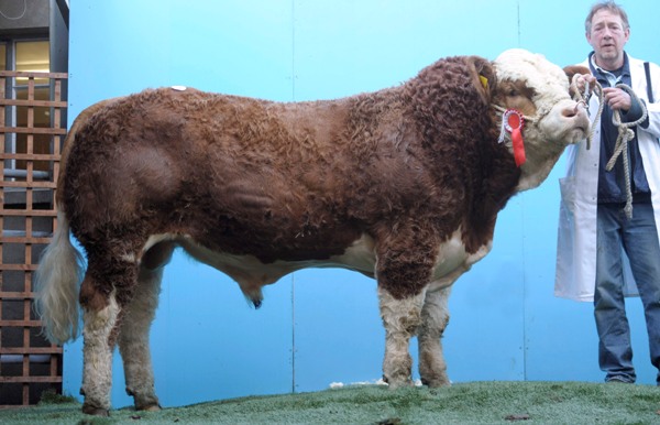 Lot 2 Curaheen Buck ET €6100