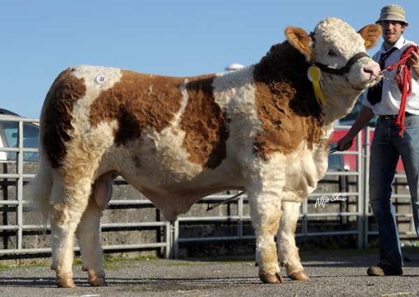Lot 31 Third Yearling 'Clonagh Jennalyn Brigadeer Rose' €4200