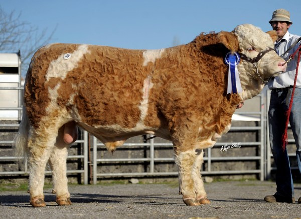 Lot 034 Reserve National Yearling Bull 'Clonagh BMW' €3750
