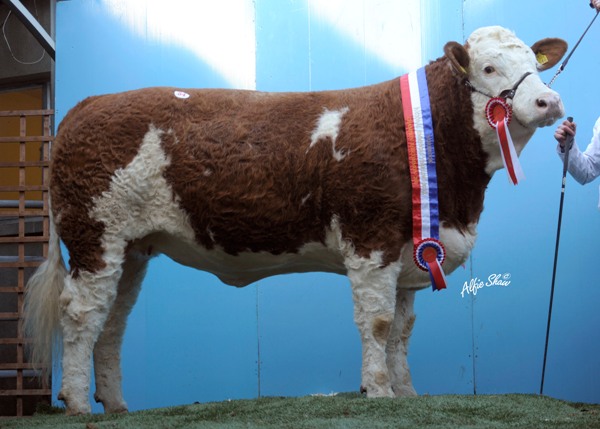 Lot 54 Corbally A1 Katie ET €7750 'Senior Heifer Champion'