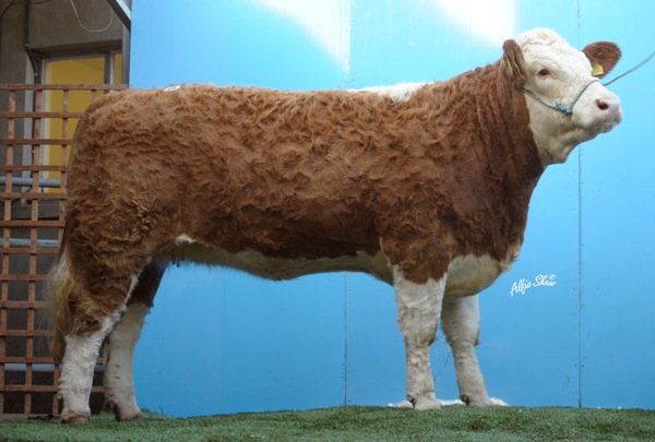 Lot 56 Derrough Amy €4600 'Senior Heifer Reserve Champion'