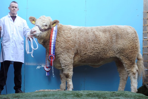 Lot 65 Rabawn Beauty €2600 'Junior Heifer Champion'
