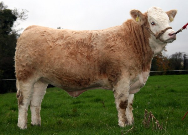 Lot 87 Clonagh Betty Boo €4100 'Reserve Yearling Champion'