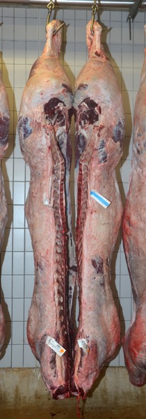 10_caracse4431__bull_238_grade_u3