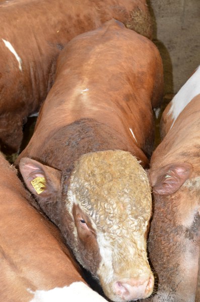 11_bull_229