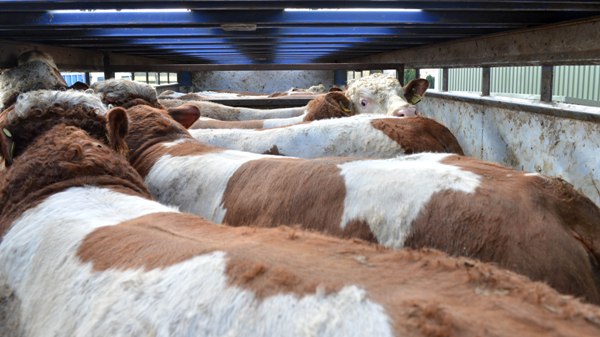 1_s_allen_bulls_on_lorry