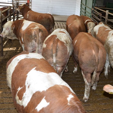 2_bulls_in_lairage