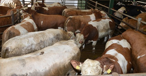 3_all_bulls_in_lairage