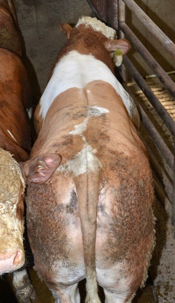 5_bull_231