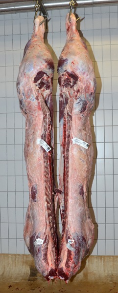 6_carcase4439_bull_231_grade_u3