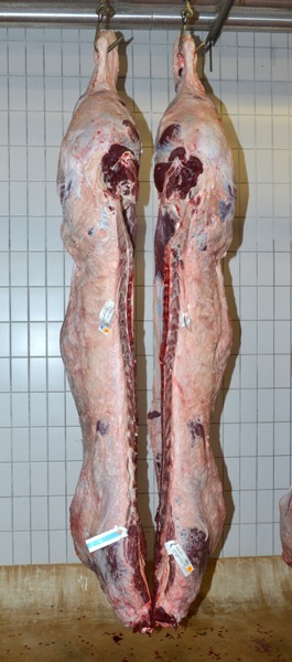 8_carcase4438__bull_234_grade_u3