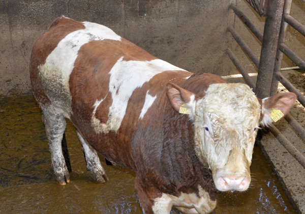 9_bull_238