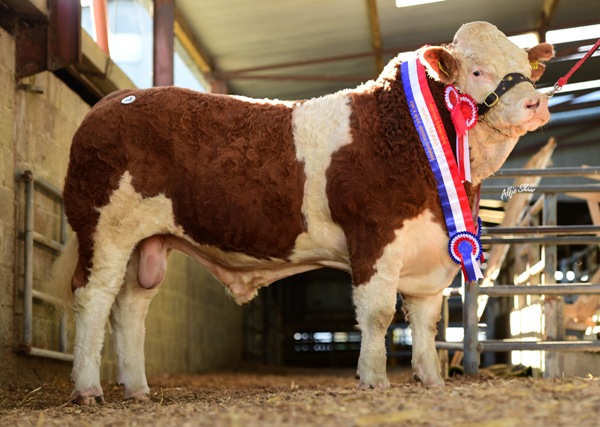 Ros1116 Senior Bull Champion 'Clonagh Gentle Giant' €4600