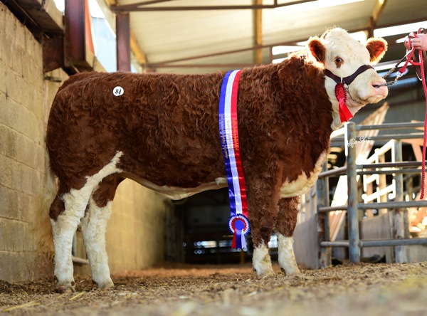 Ros1116 Senior Heifer Champion 'Rathlee Fi Fi' €3000