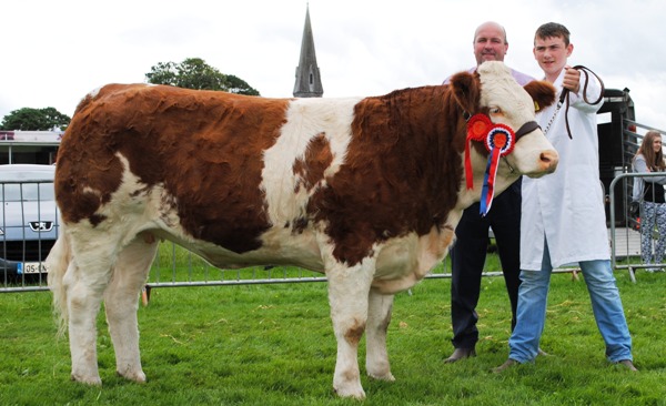 Oldcastle Simmental Champion 'Fohera Emma'