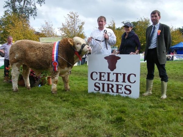 Celtic Sires National Bull Calf Champion 'Auroch Cyclone'