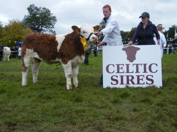 Celtic Sires National Heifer Calf 3rd 'Clonguish Clara'