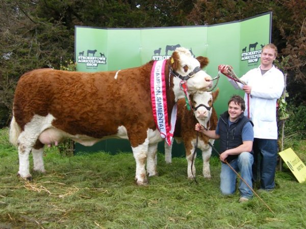 Overall Champion 'Fearna Tiffany'