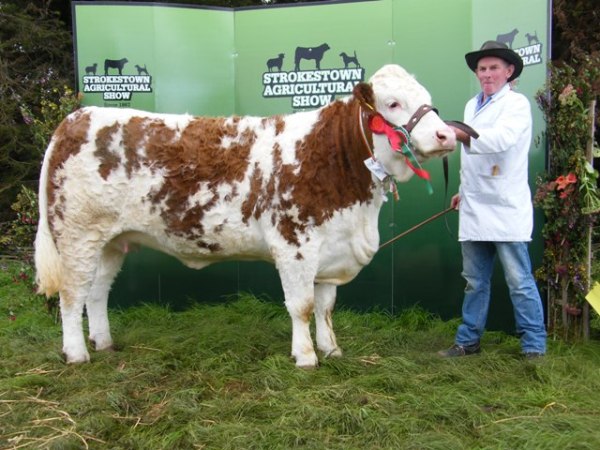Reserve Champion 'Raceview Alica Kim'