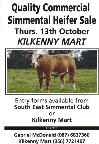 kilkenny_heifer_sale_131011