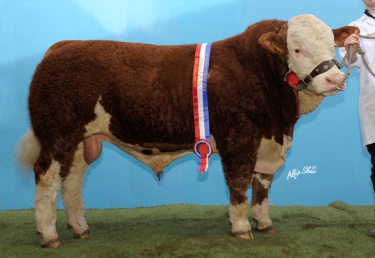 ros0311_male_champ_curaheen_bandit_et