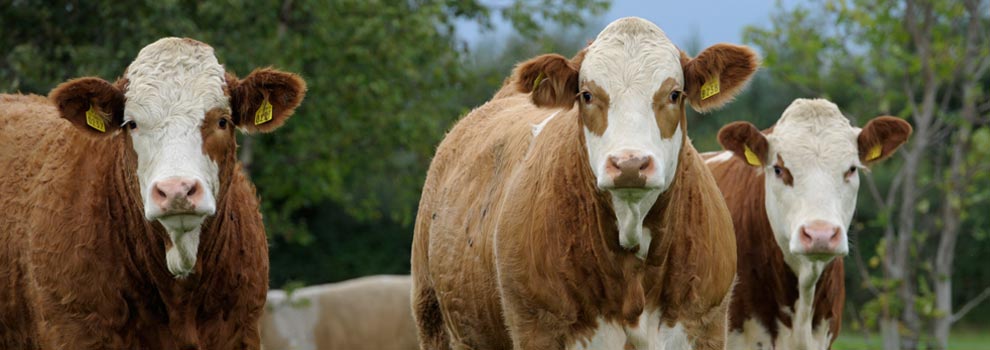 Irish Simmental Cattle Society ...