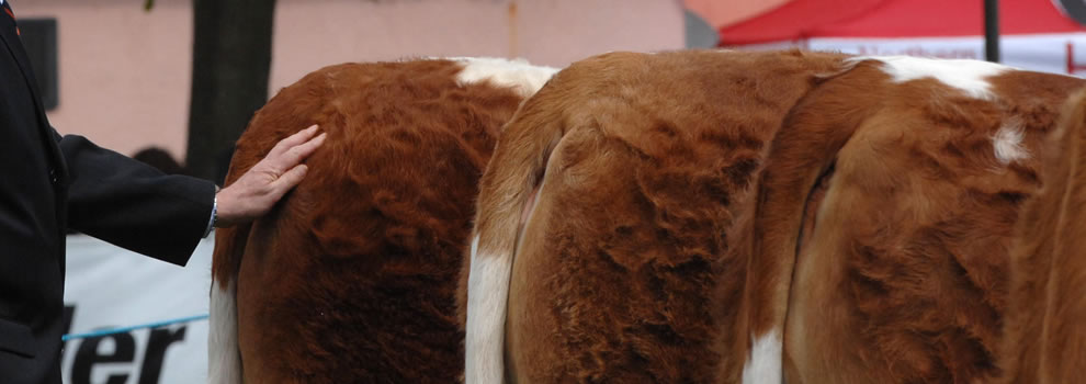 Best breed - Irish Simmental Cattle Society ...