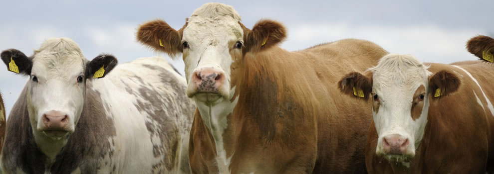 Irish Simmental Cattle Society ...