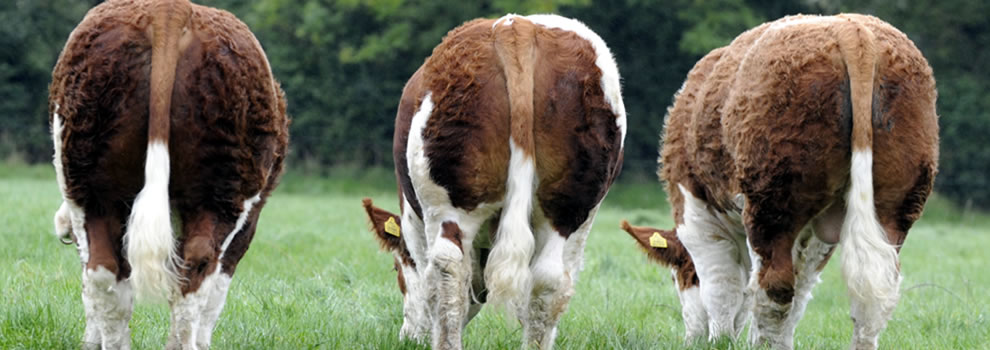 Irish Simmental Cattle Society ...