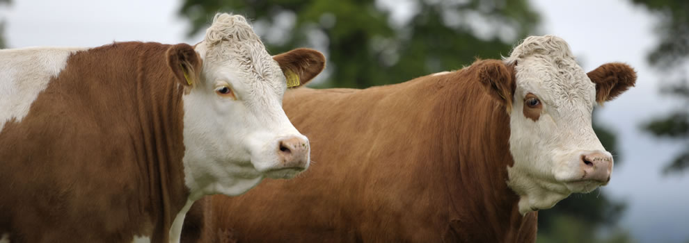 Irish Simmental Cattle Society ...