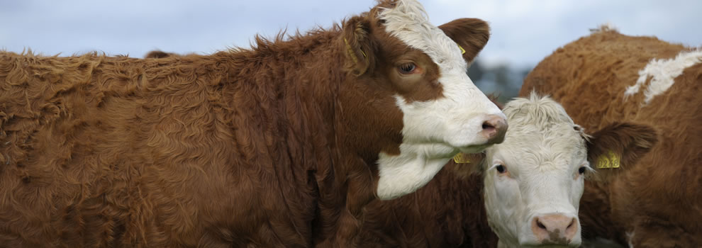 Irish Simmental Cattle Society ...