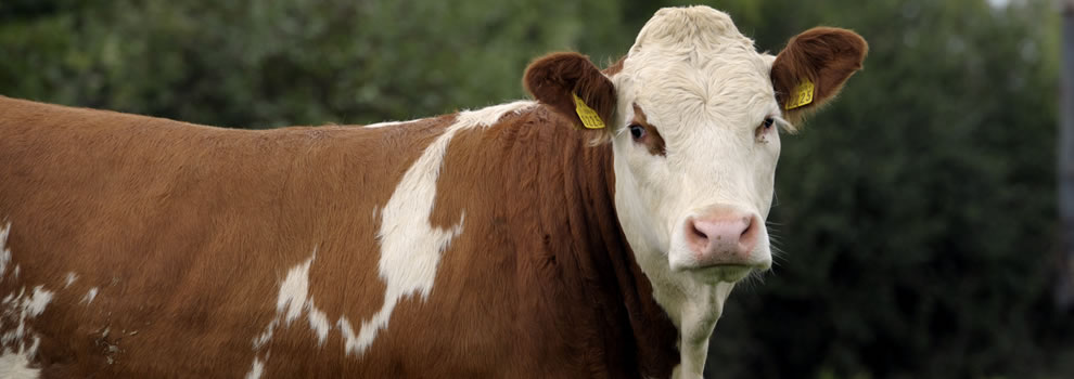 Irish Simmental Cattle Society ...