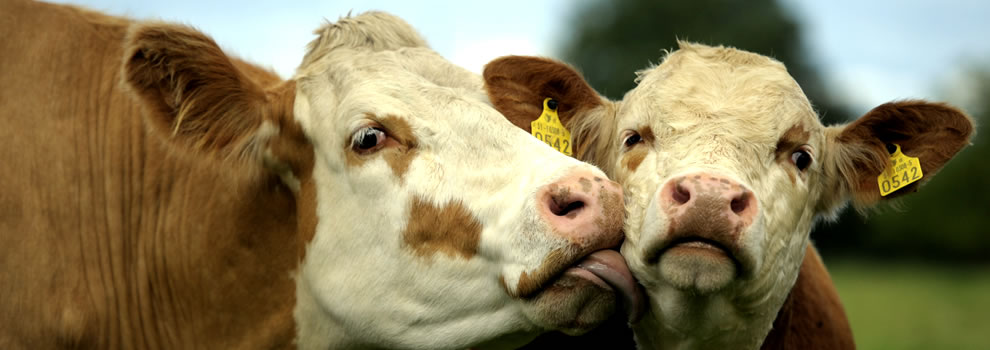 Irish Simmental Cattle Society ...