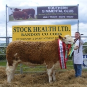 Overall Simmental Champion & Interbreed Female Champion \'Raceview Beauty Matilda\' - Peter O\'Connell