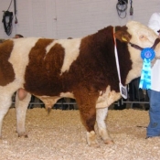 Heifer Calf Winner