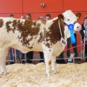 September Heifer 2nd