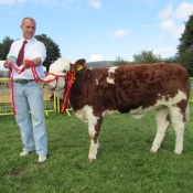 Cappamore Show 2011 - Mr Binman Champion Jan '11 Heifer. Brano showing Dr Michael Sheahan's 'Luddenmore Candy Rosebud'