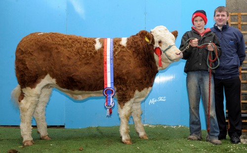 Weanling Champion \'Cruithill Bindy\' €4000