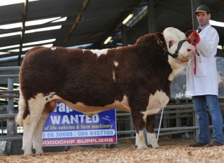 Reserve Junior Bull 'Bridgemount Copper' €5100
