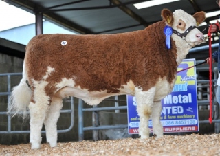 Reserve Yearling 'Clonagh Crystal Klowna' €4000
