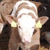 s-allen-15