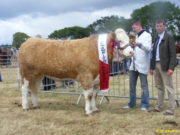 Cork 2011 Champion 'Raceview Wyntie Matilda'