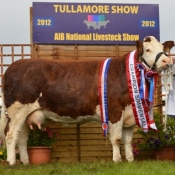 Tullamore 2012 Overall Female National Junior Cow Champion \'Seepa Aster\'